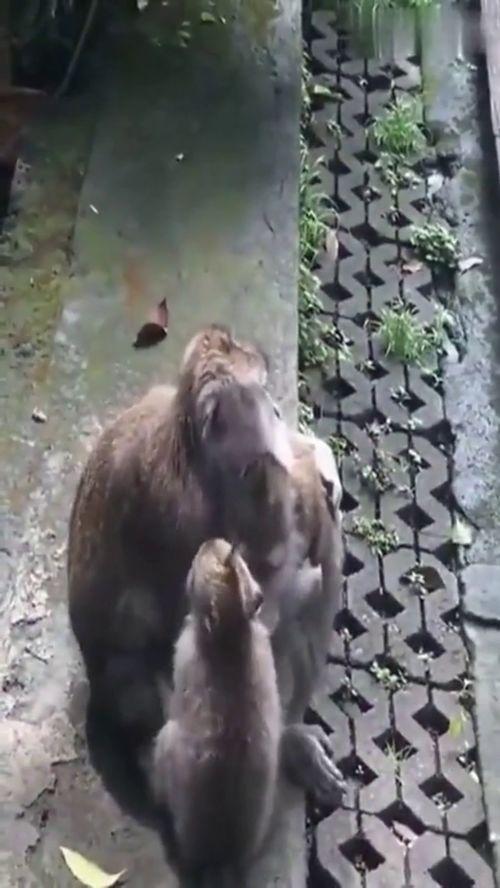 家猴视频,揭秘宠物猴的日常生活与情感世界