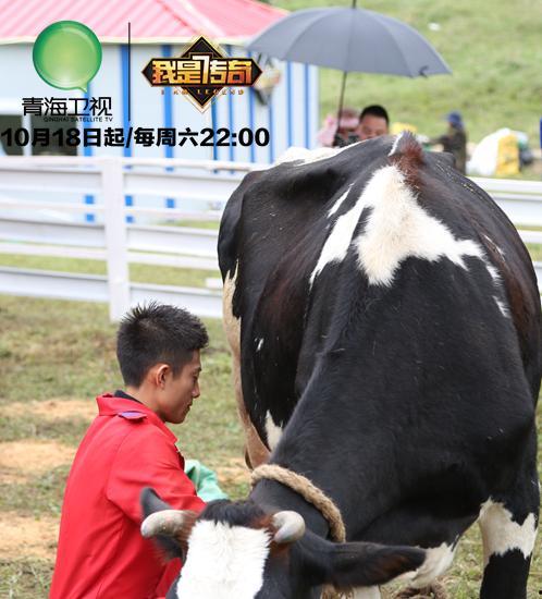 奶牛挤奶视频,科技助力农业现代化