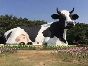 奶牛挤奶视频,科技助力农业现代化