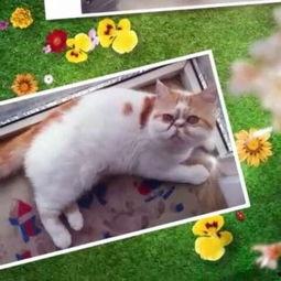 兔牙喵视频,萌宠日常,欢乐无限