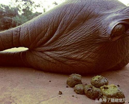 大象拉屎视频大全,趣味视频大盘点