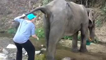 大象拉屎视频大全,趣味视频大盘点